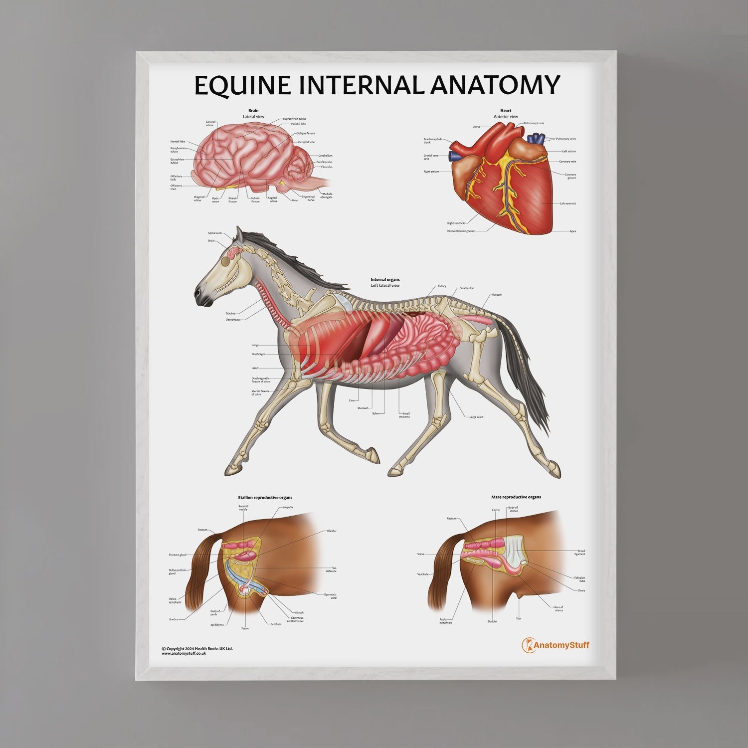 Equine Internal Anatomy Chart / Poster - Part of Collection
