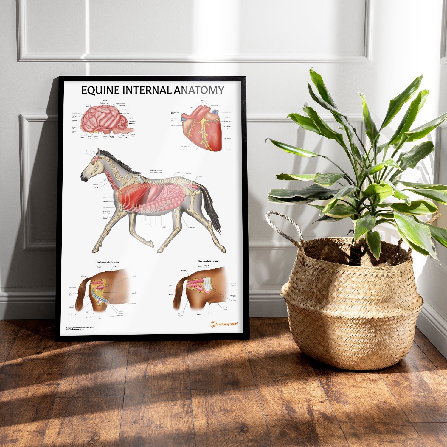 Equine Internal Anatomy Chart / Poster - Part of Collection