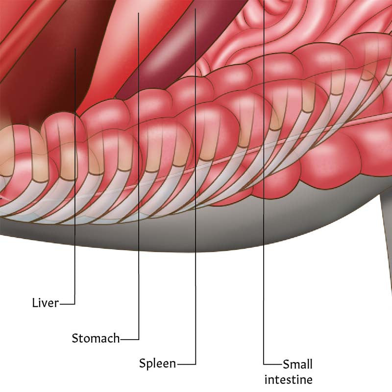 Equine Anatomy 3 Poster Collection (Laminated)