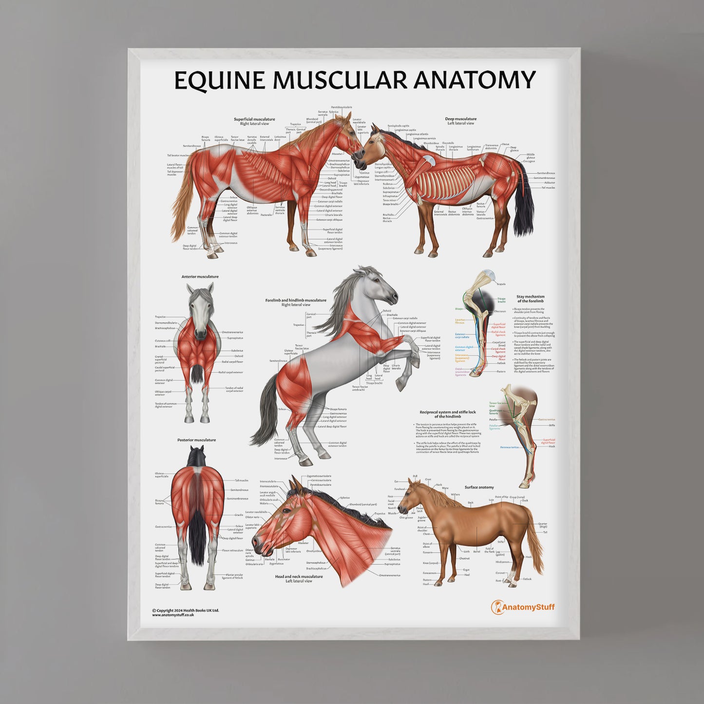 Equine Muscular Anatomy Chart / Poster