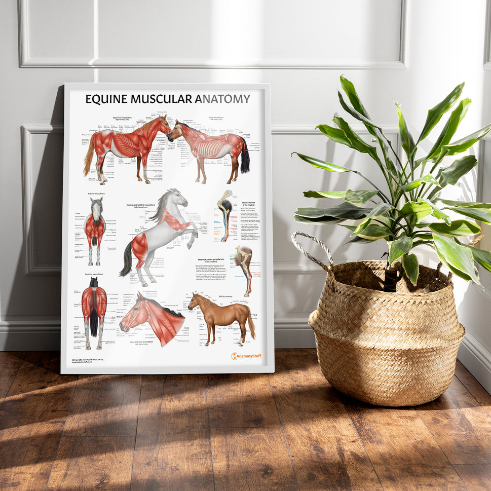 Equine Muscular Anatomy Chart / Poster