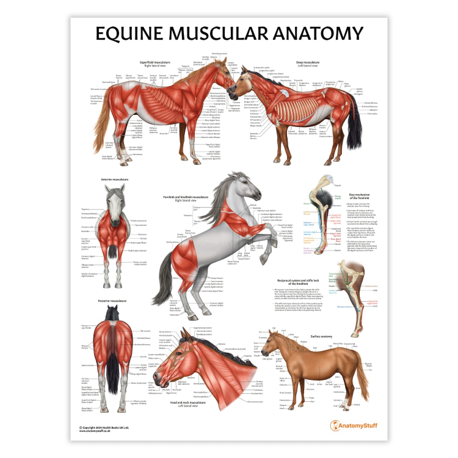 Equine Muscular Anatomy Chart / Poster - Part of Collection