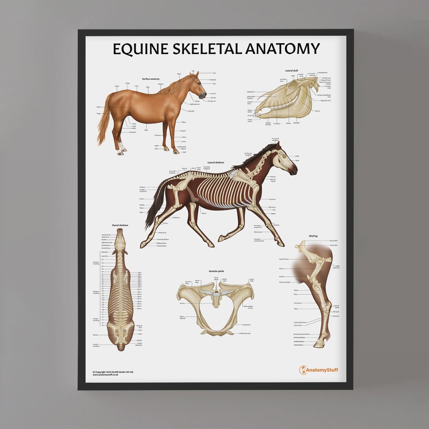 Equine Skeletal Anatomy Chart / Poster - Part of Collection