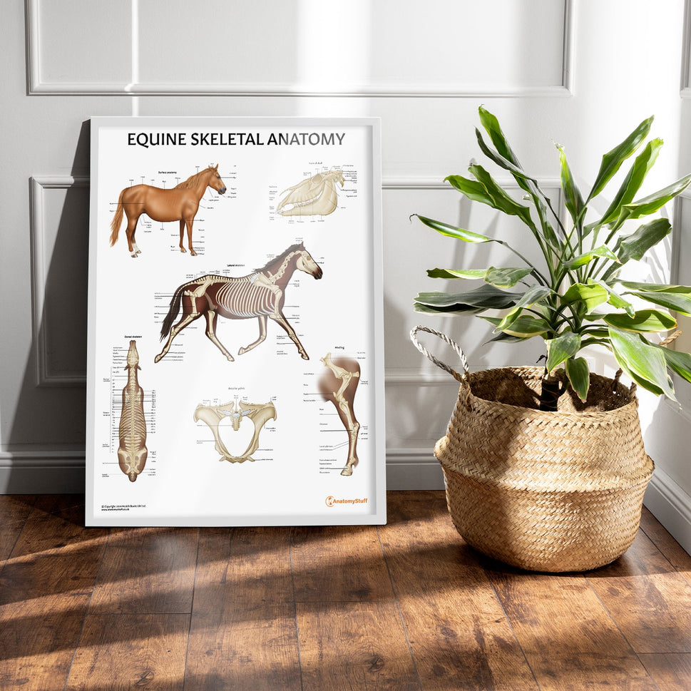 Equine Skeletal Anatomy Chart / Poster