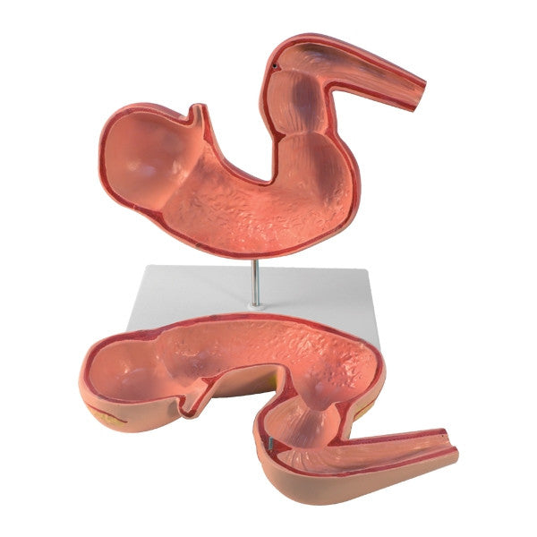 Horse Stomach Model (2 Part)