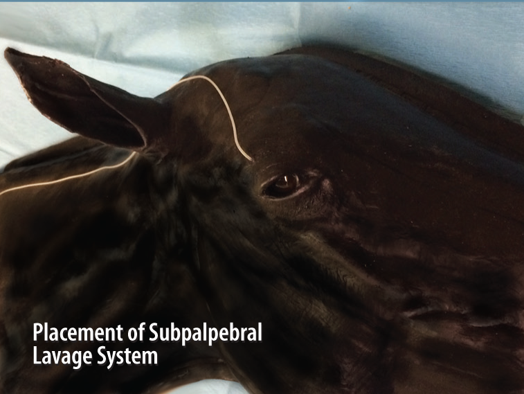 Advanced Equine Simulator