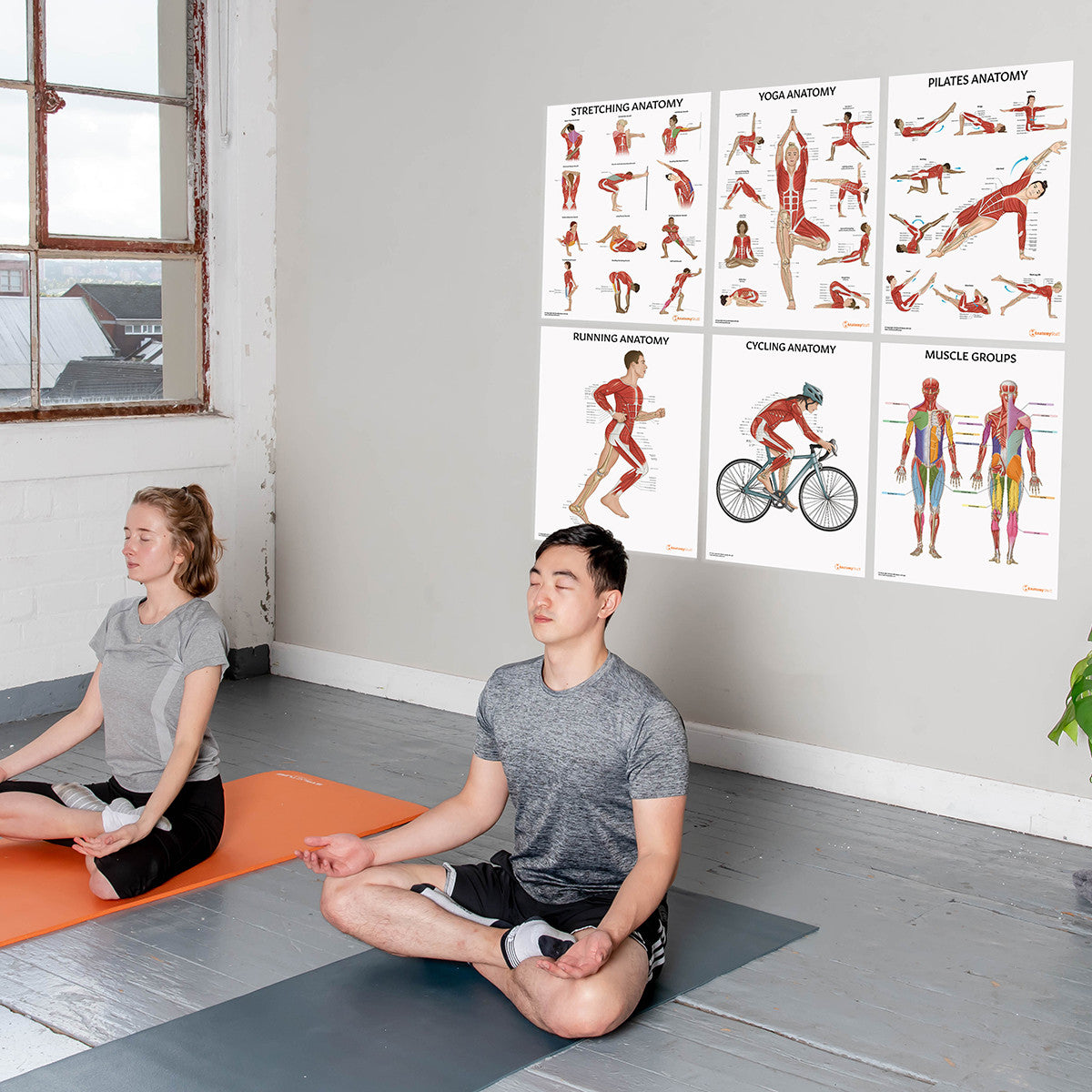 Exercise Anatomy 6 Poster Collection