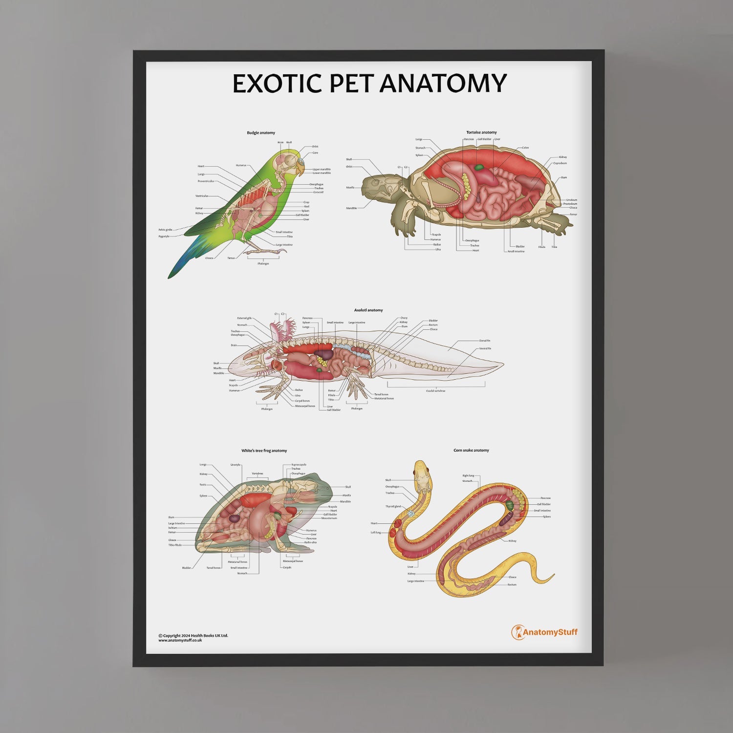 Exotic Pet Anatomy Chart / Poster - Part of Collection