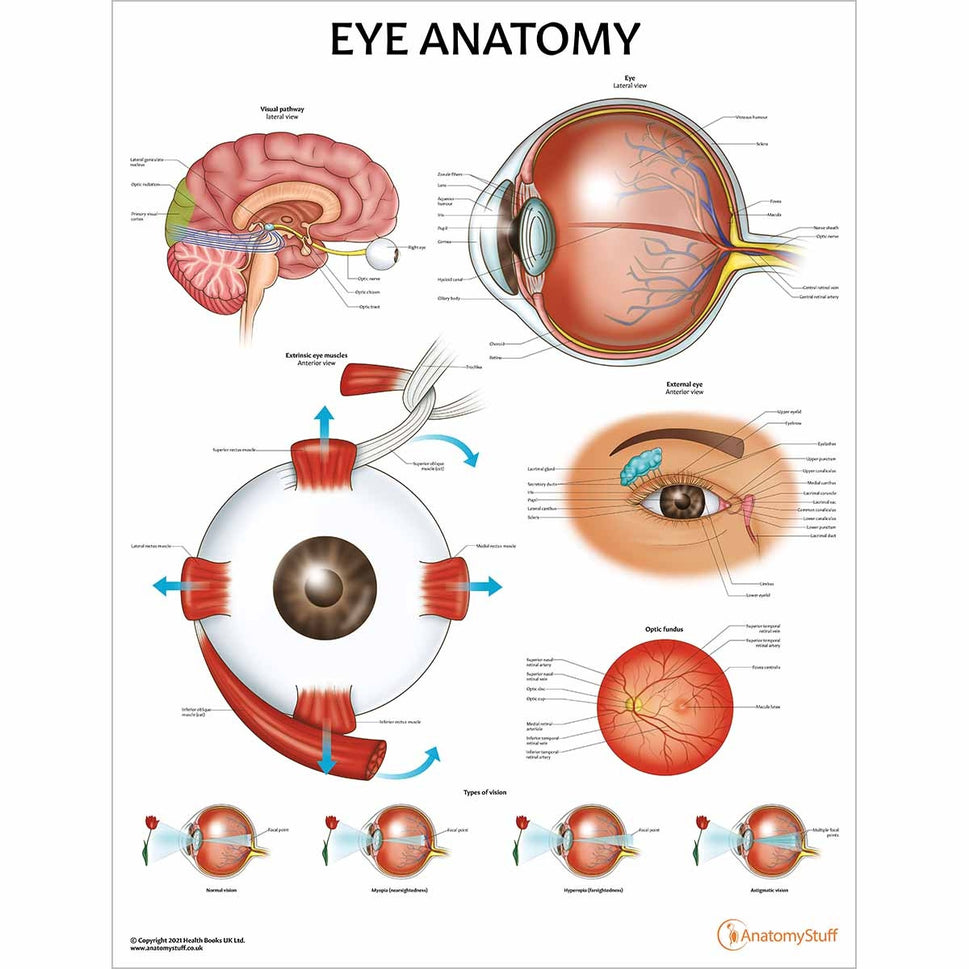 Eye Anatomy & Pathology Collection