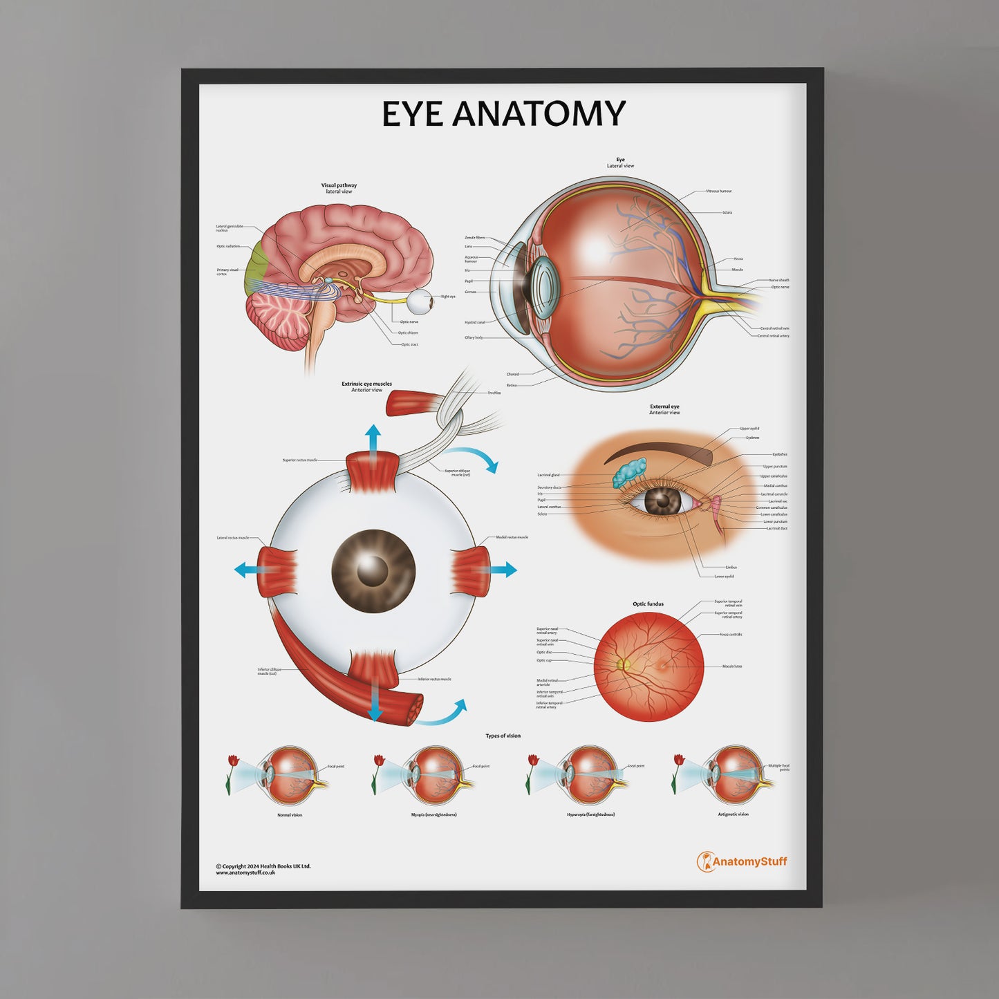 Eye Anatomy Chart / Poster