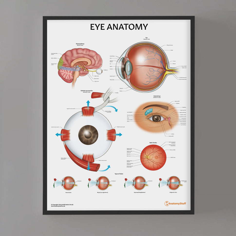 Eye Anatomy Chart / Poster