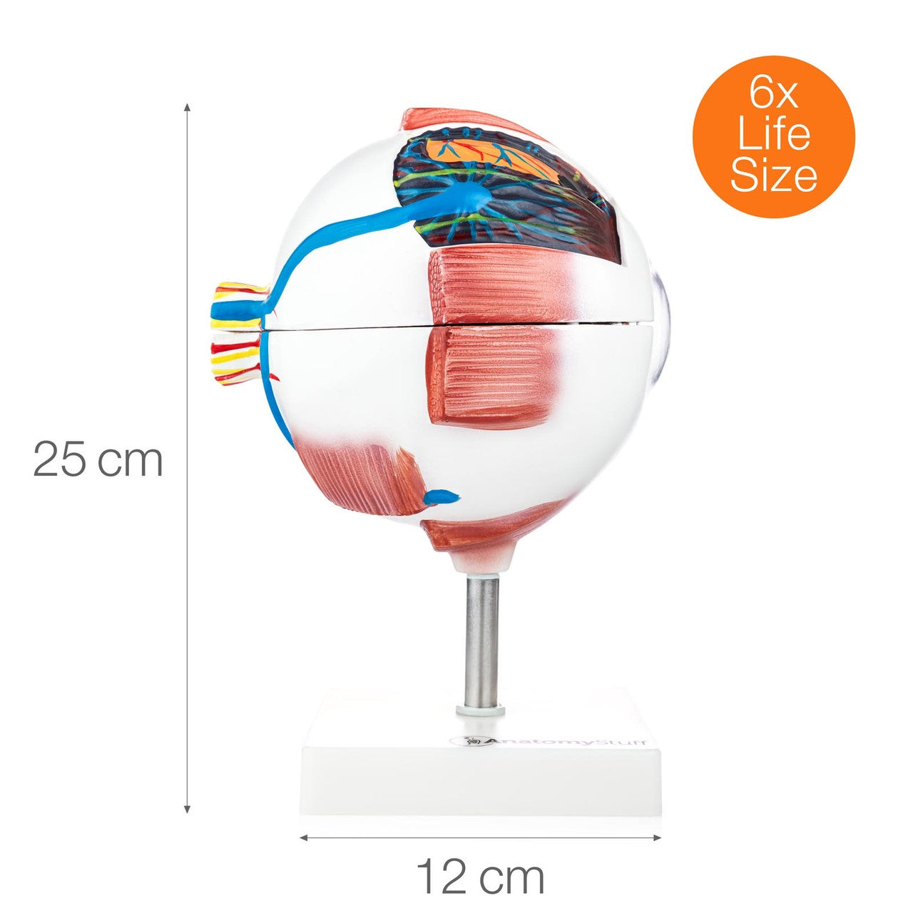 Size Chart Equivalence of the Eye Model