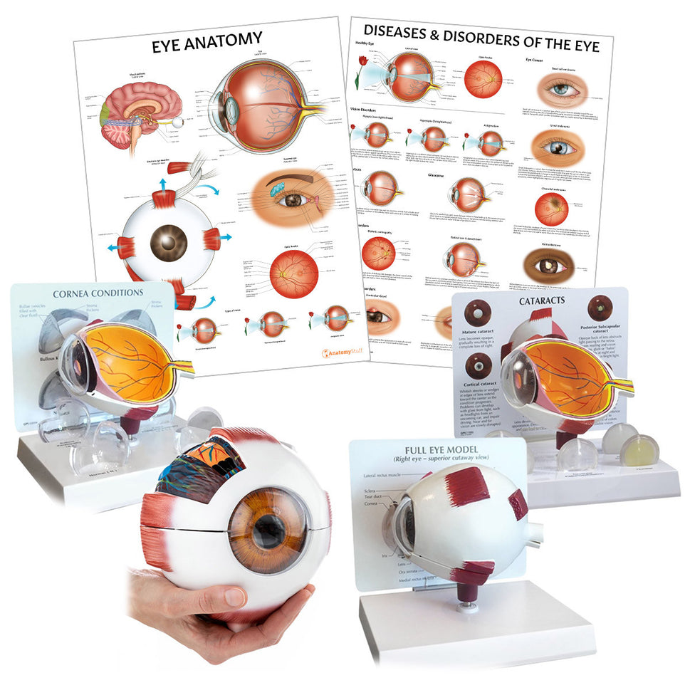 Eye Anatomy & Pathology Collection