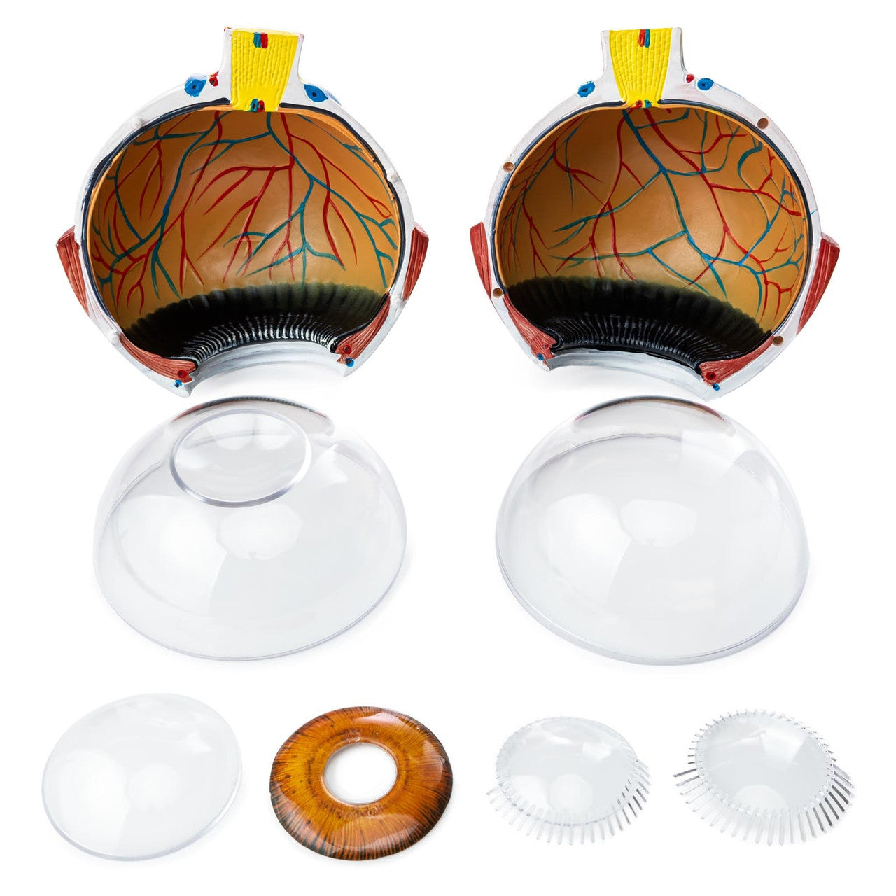 Removable Parts of Eye Model