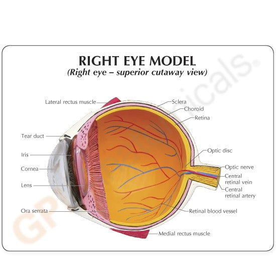Full Eye Model (2 part)