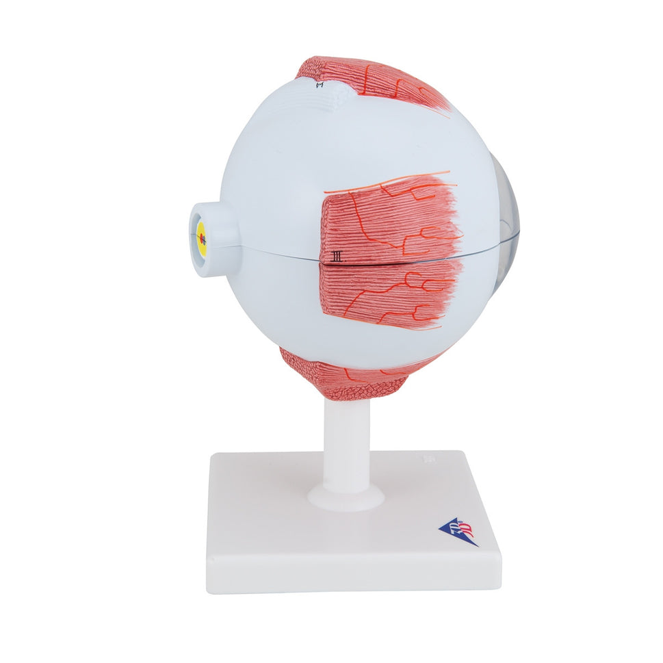 Giant Human Eye Model (5 times life size, 6 part)