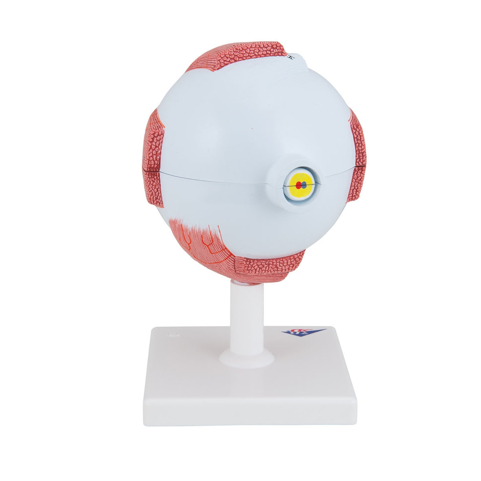 Giant Human Eye Model (5 times life size, 6 part)