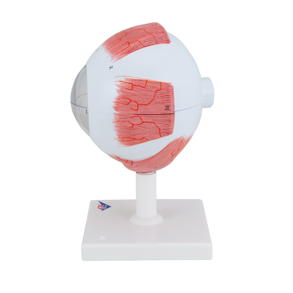 Giant Human Eye Model (5 times life size, 6 part)