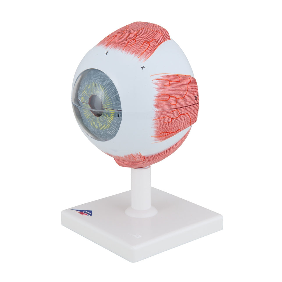 Giant Human Eye Model (5 times life size, 6 part)