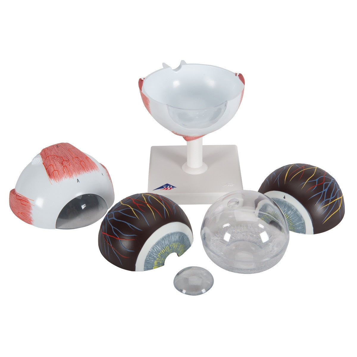 Giant Human Eye Model (5 times life size, 6 part)