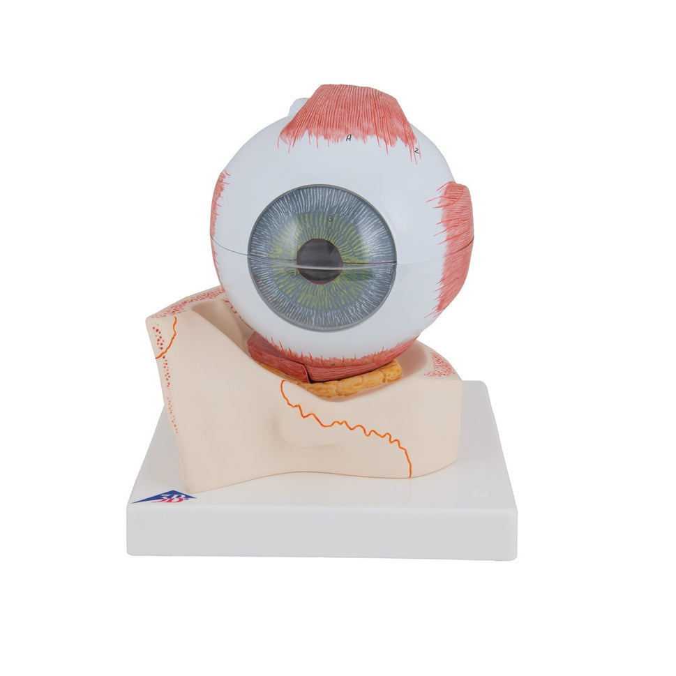 Eye Model (5 times life size, 7 part)