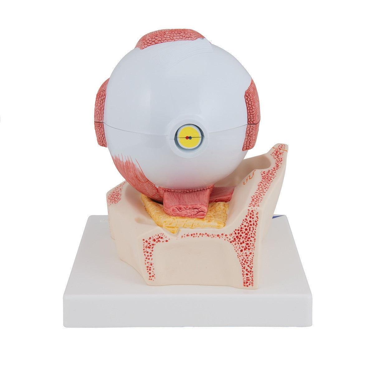 Eye Model (5 times life size, 7 part)