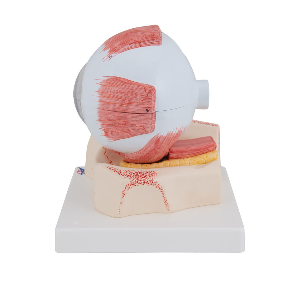 Eye Model (5 times life size, 7 part)