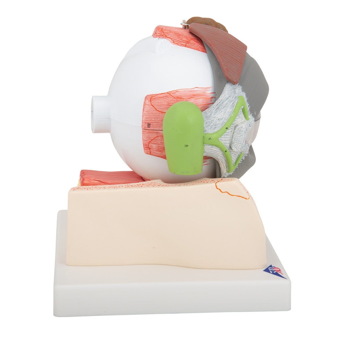 Lateral View of The Giant Eye Model (5 times life size, 8 part) 1000257