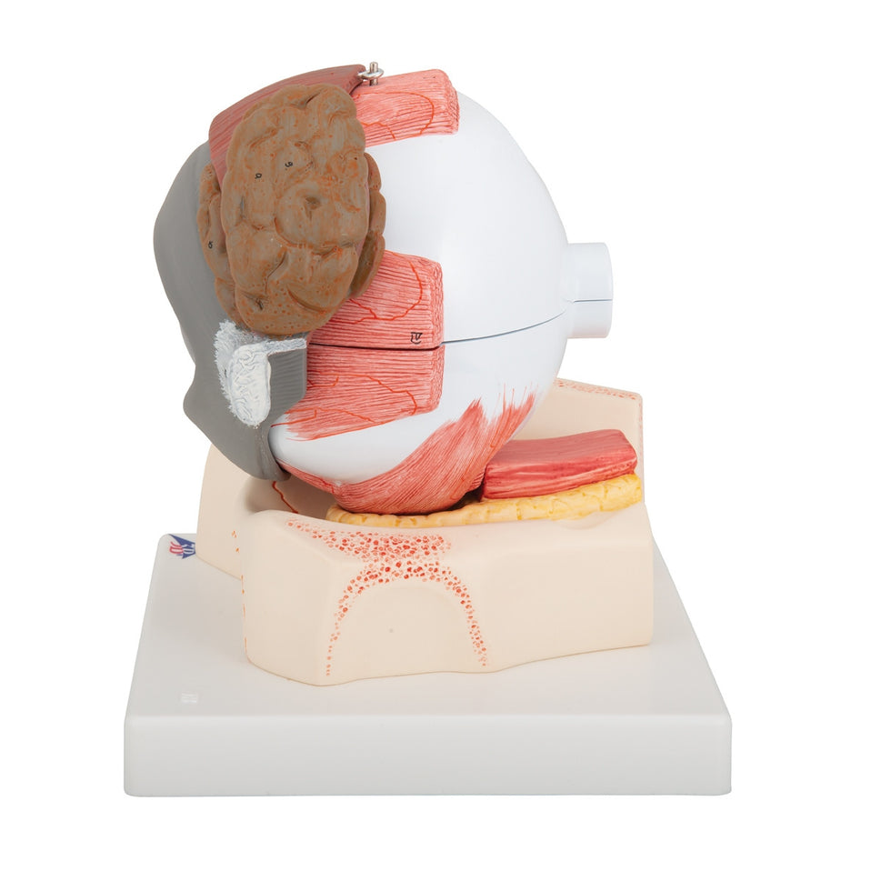 Giant Eye Model (5 times life size, 8 part)