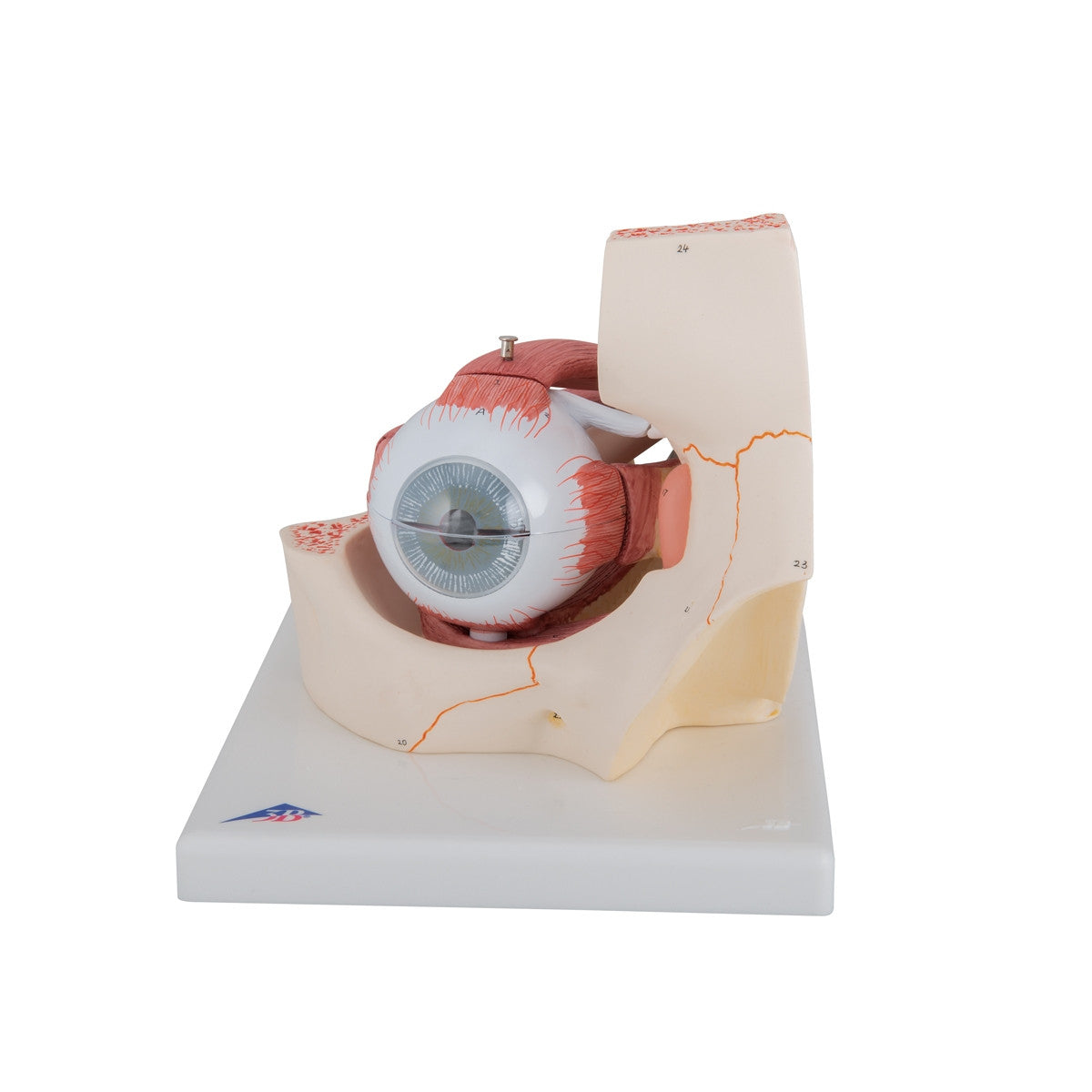 Eye Model in Bony Orbit (3 times life size, 7 part)