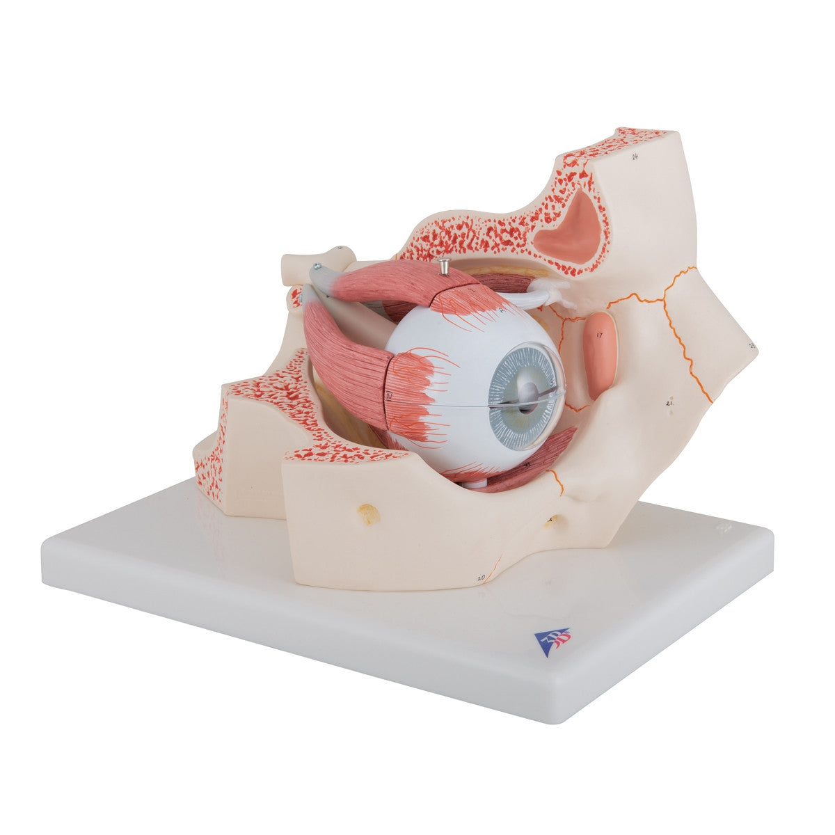 Eye Model in Bony Orbit (3 times life size, 7 part)