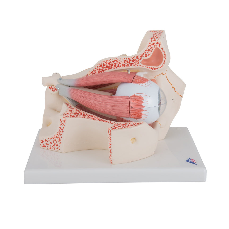 Eye Model in Bony Orbit (3 times life size, 7 part)