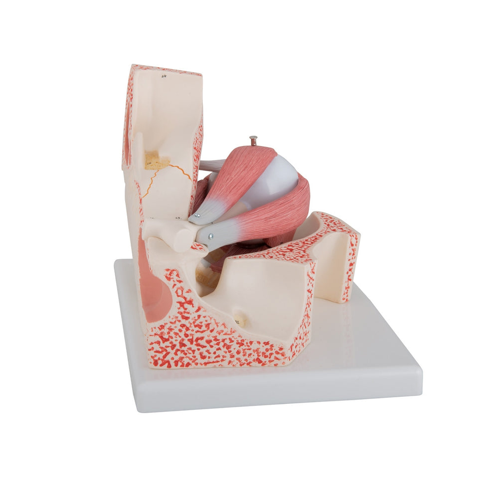 Eye Model in Bony Orbit (3 times life size, 7 part)