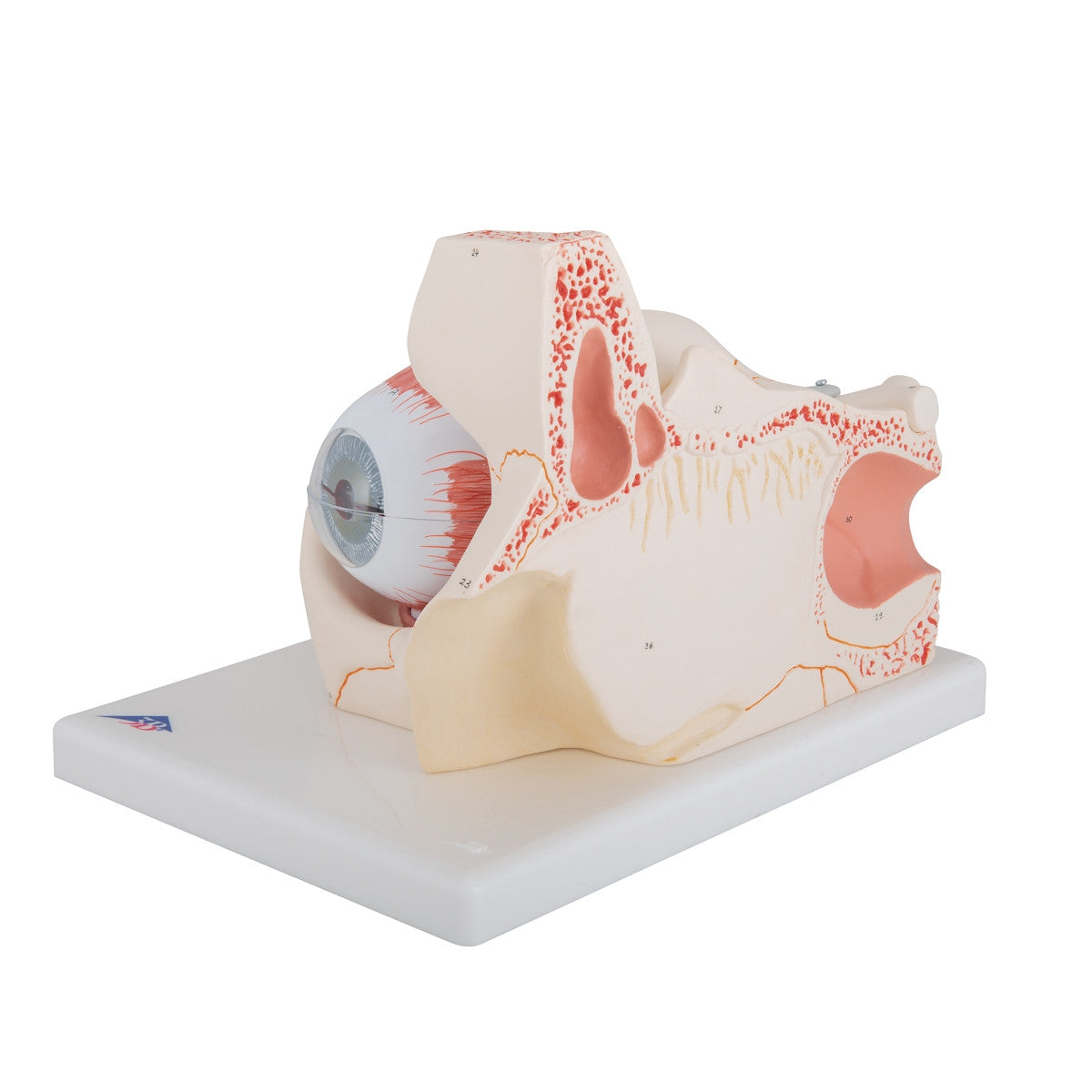 can be dissected into seven separate parts for easier study 1000258