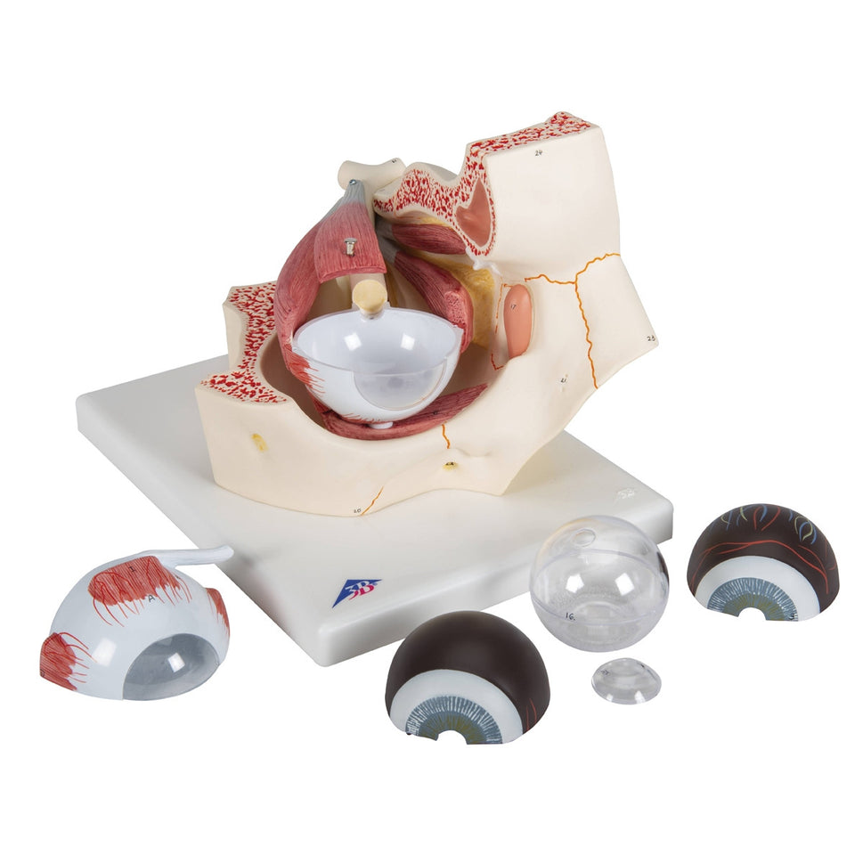 Eye Model in Bony Orbit (3 times life size, 7 part)
