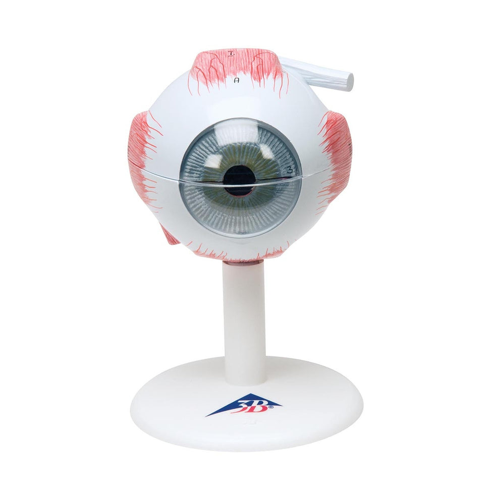 Eye Anatomy Model (3 times life size, 6 part)
