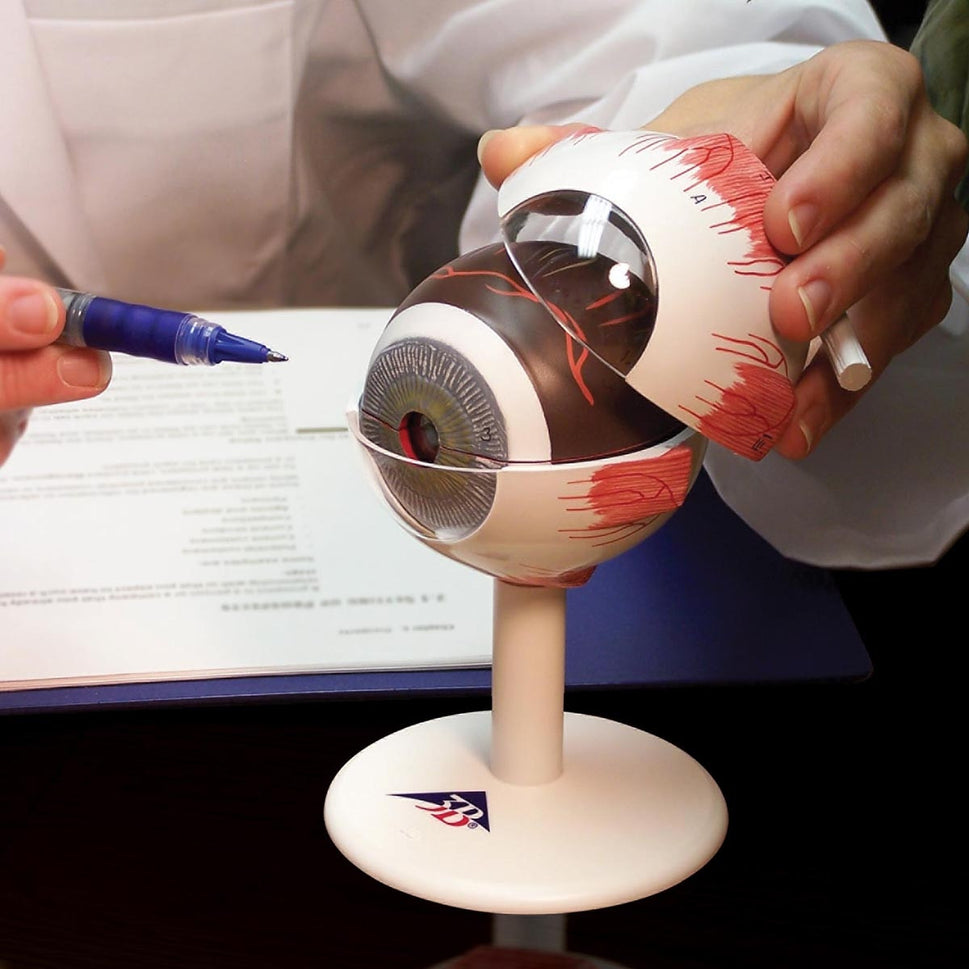 Eye Anatomy Model (3 times life size, 6 part)