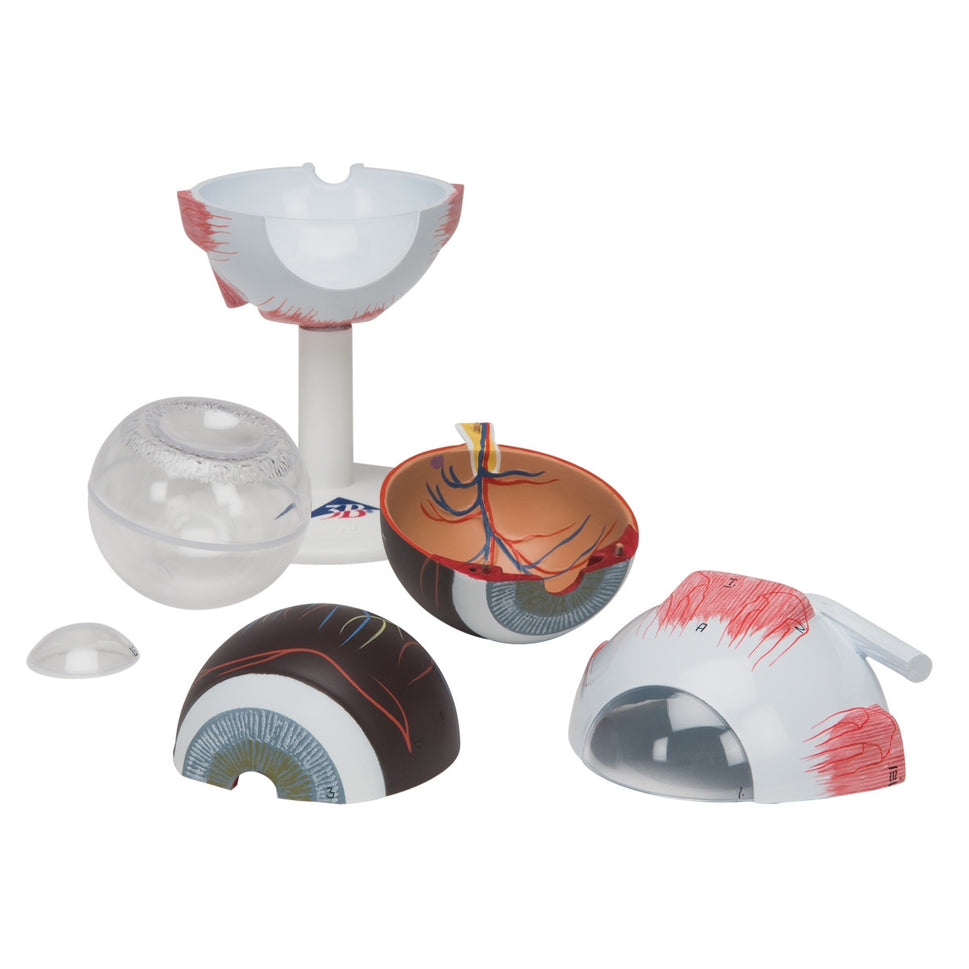 Eye Anatomy Model (3 times life size, 6 part)