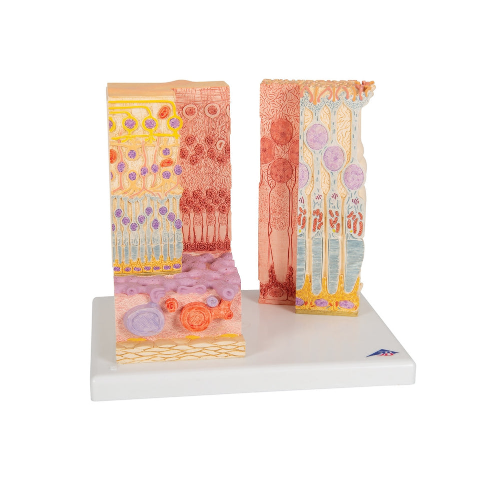 MICROanatomy Eye Model