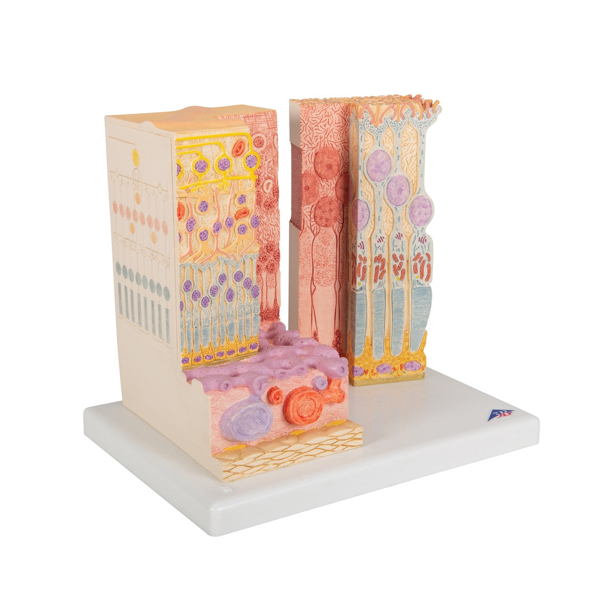 MICROanatomy Eye Model