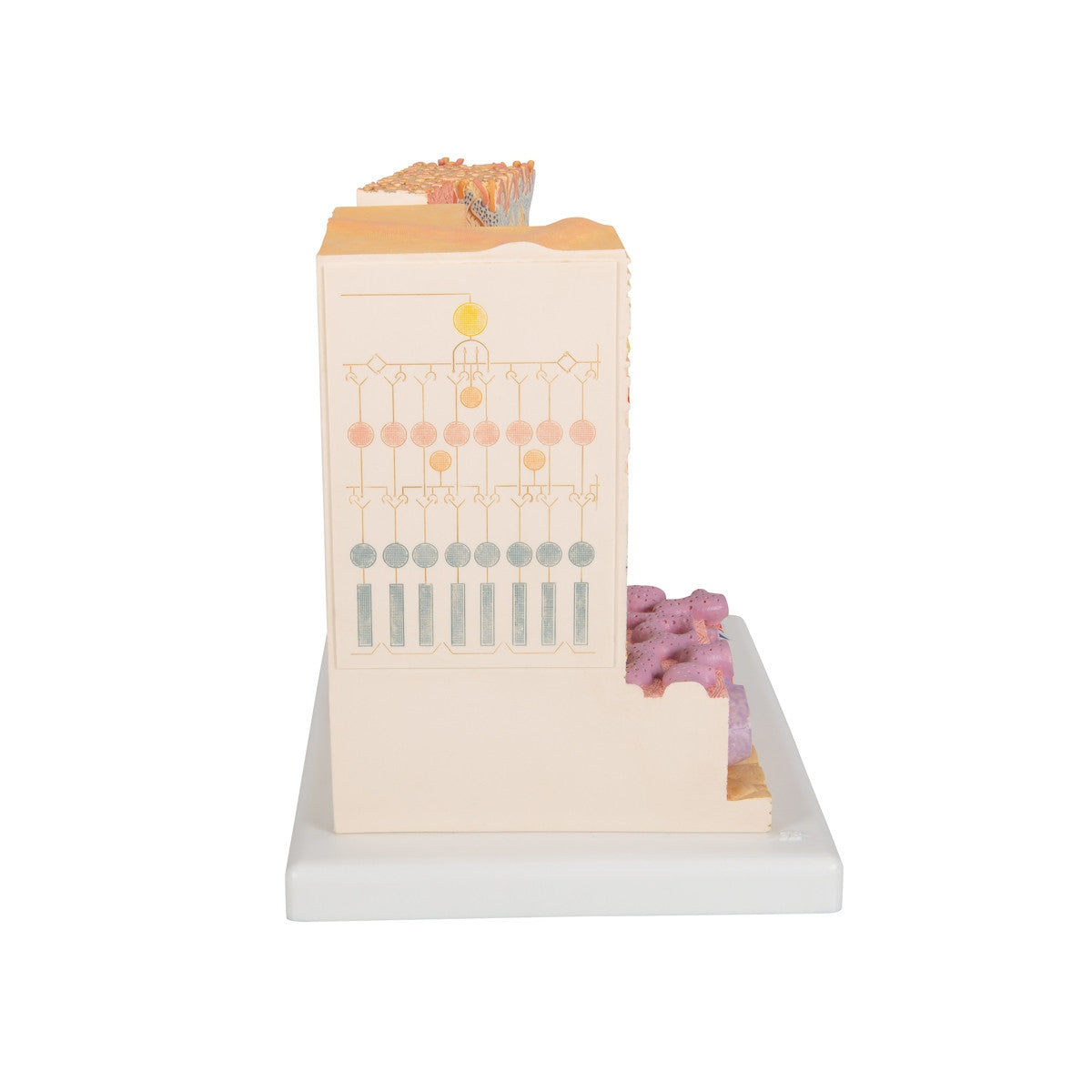 MICROanatomy Eye Model