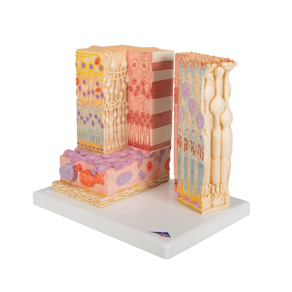 MICROanatomy Eye Model