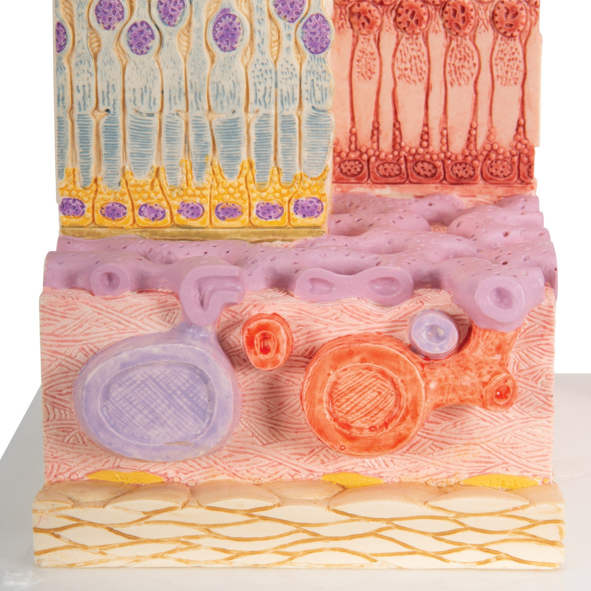 MICROanatomy Eye Model