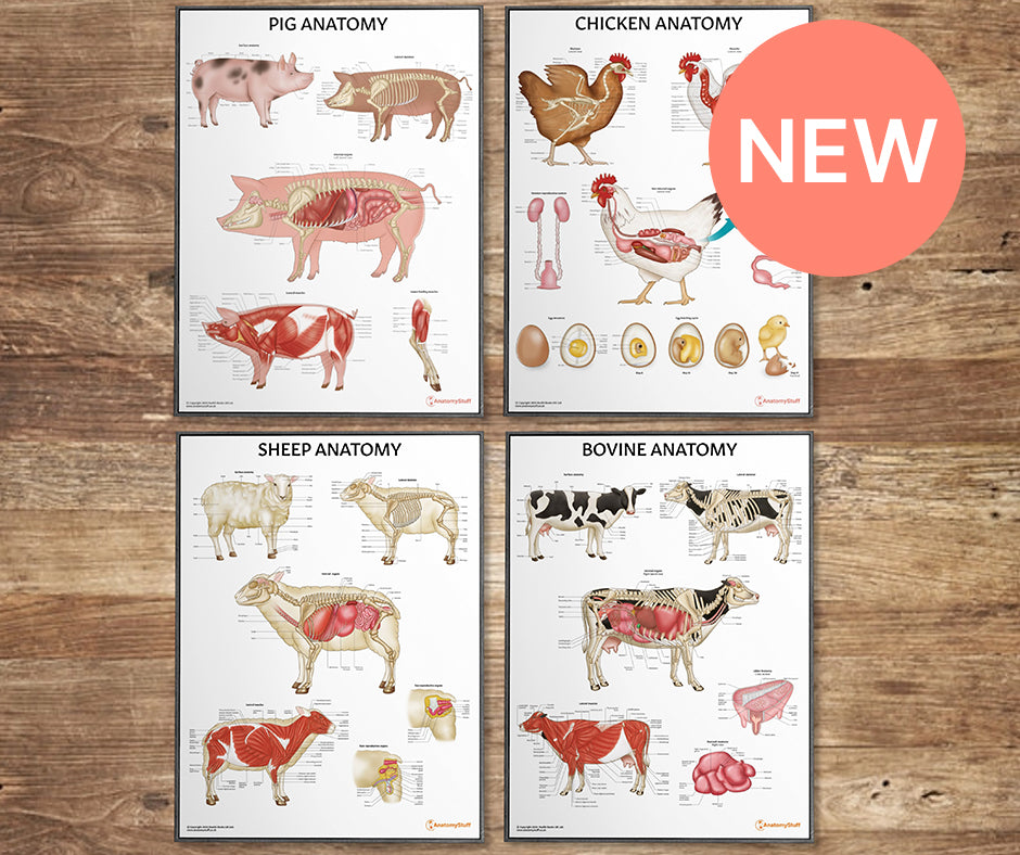 <strong>Farm Anatomy Collection</strong>