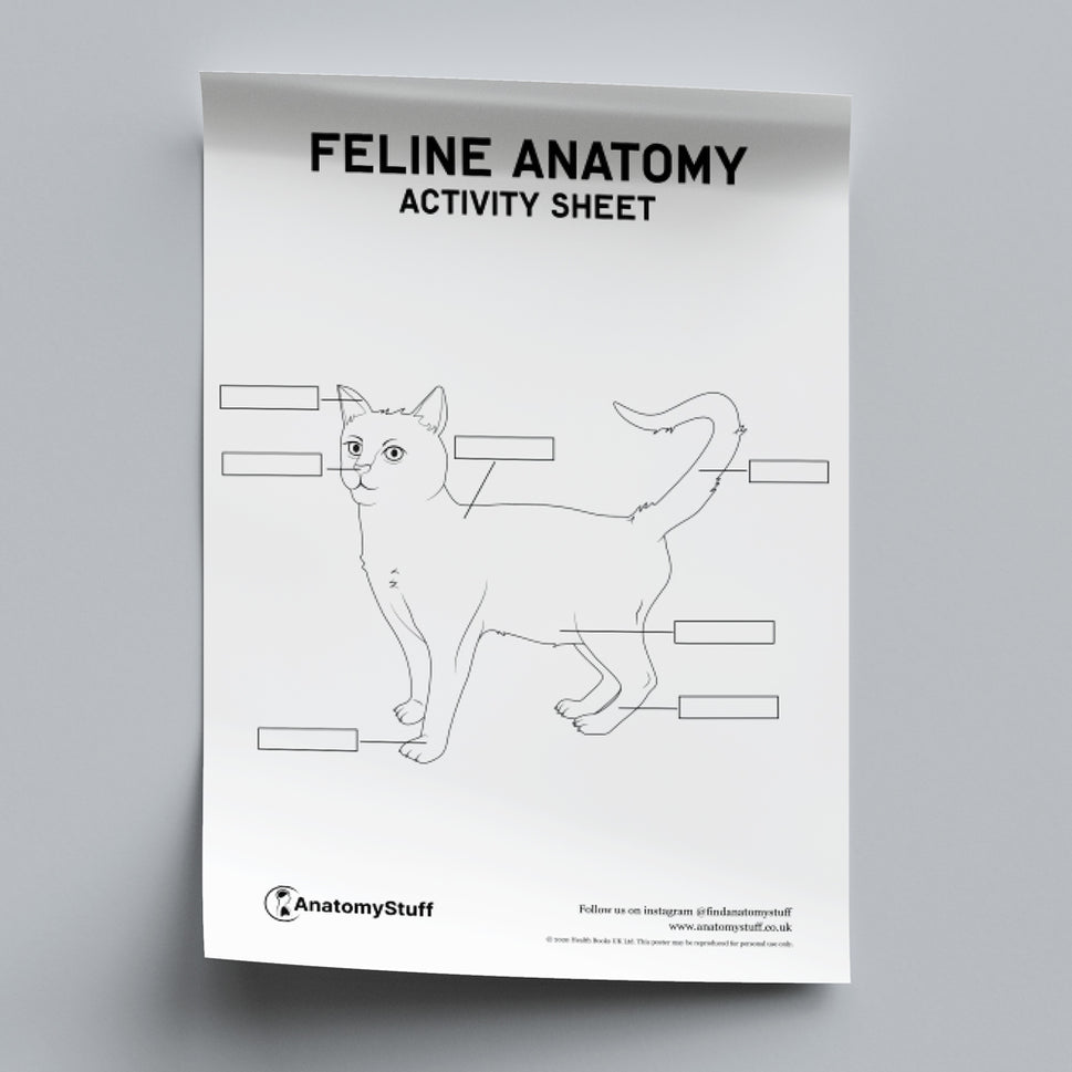 Feline Anatomy Activity Sheet PDF