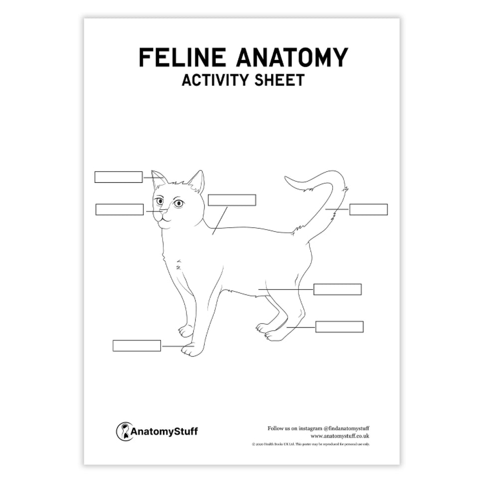 Feline Anatomy Activity Sheet PDF