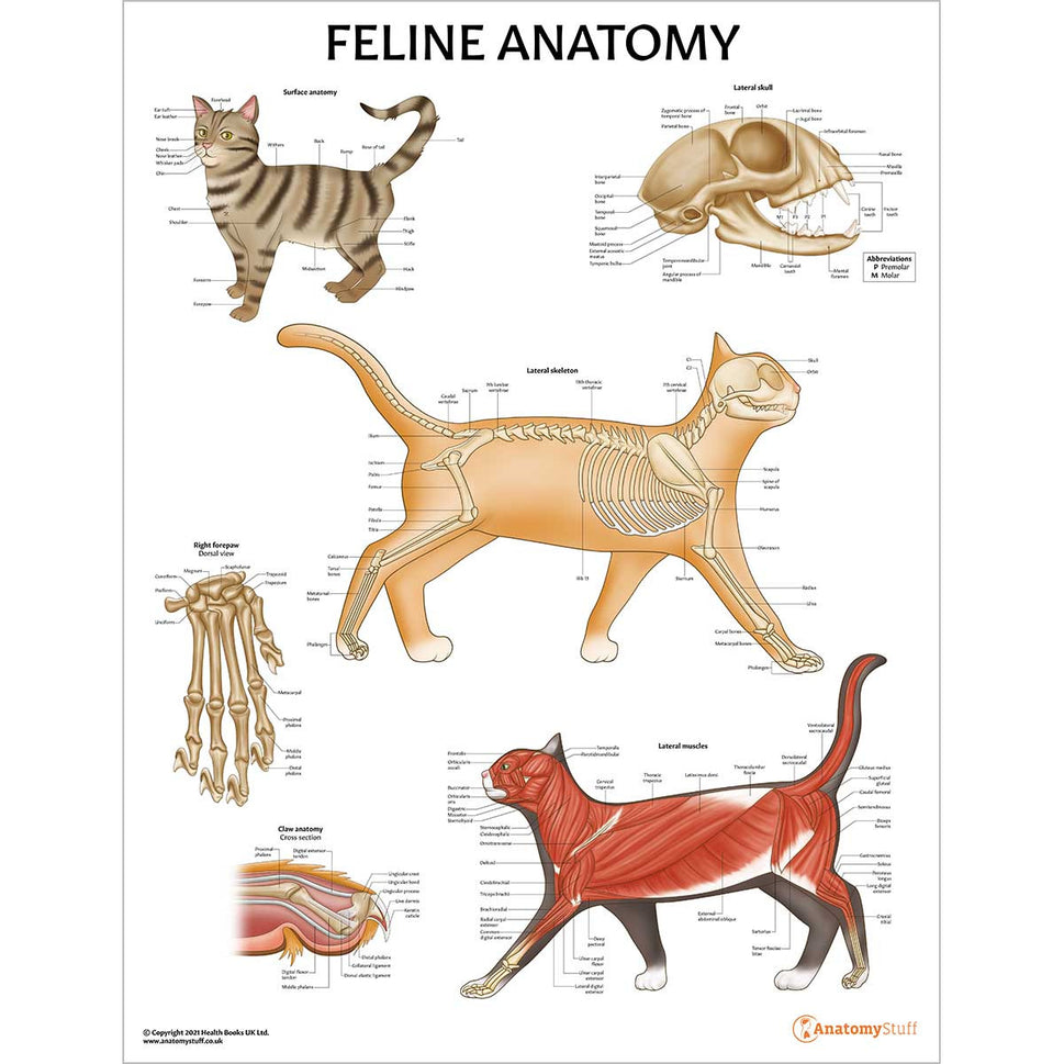 Veterinary Anatomy 11 Poster Collection (Laminated)