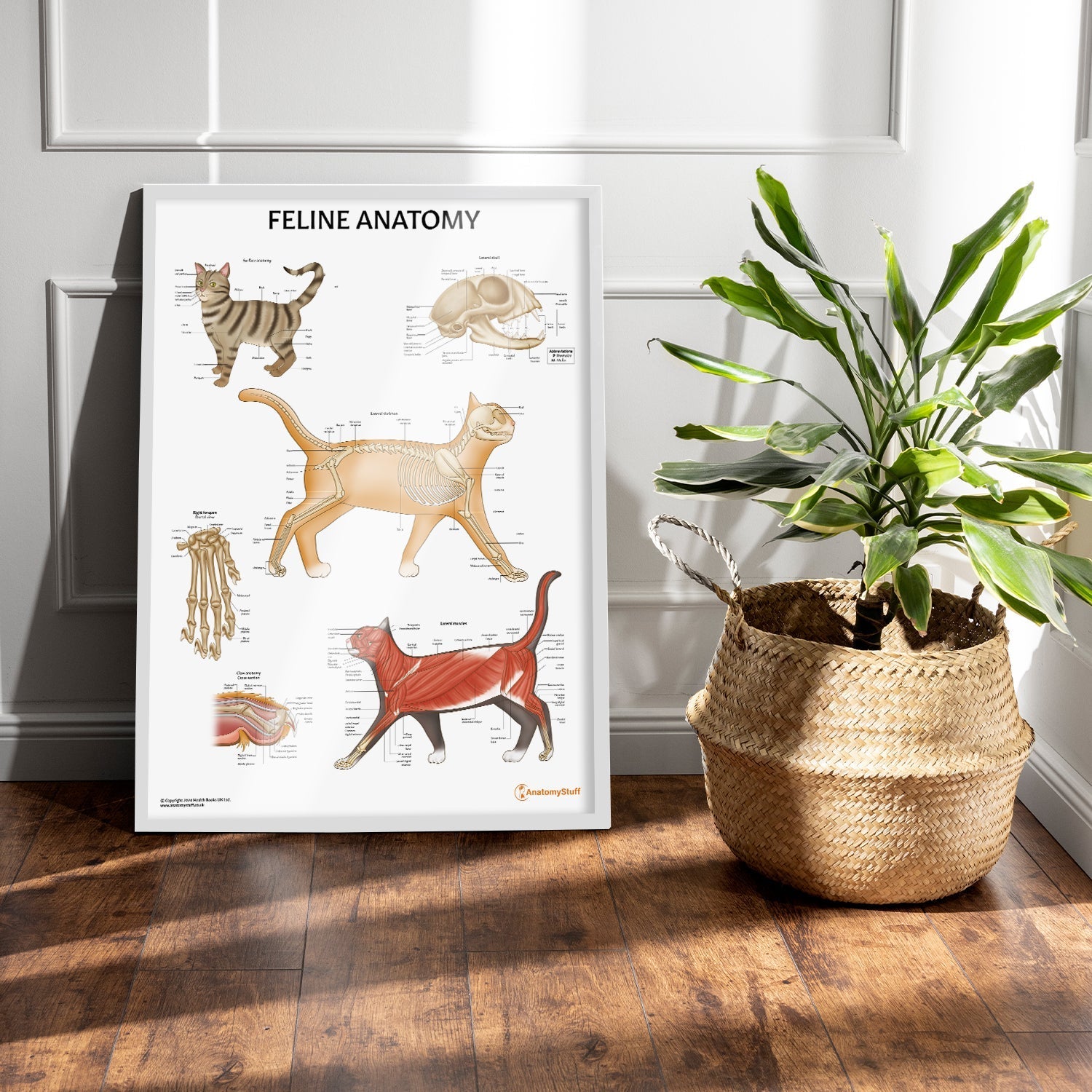 Feline Anatomy Chart / Poster - Part of Collection