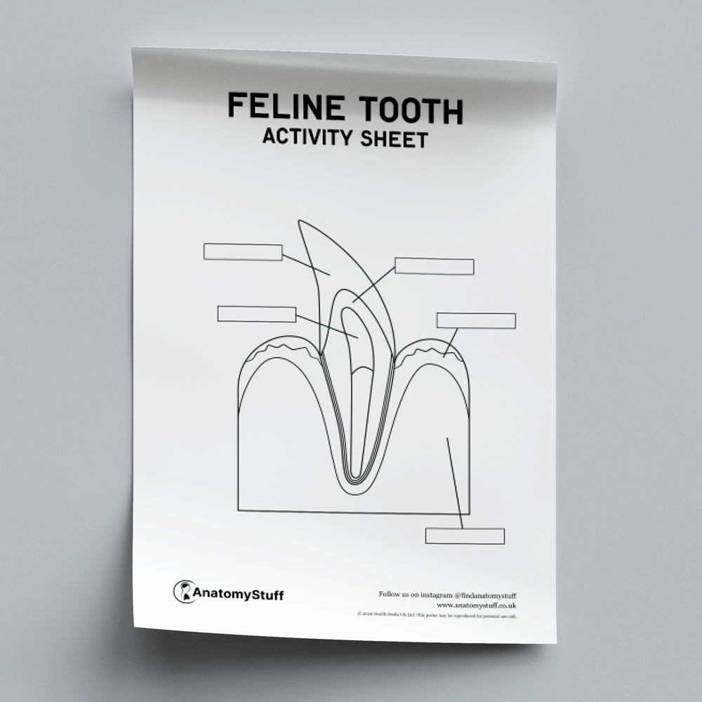 Feline Dental Anatomy Activity Sheet PDF