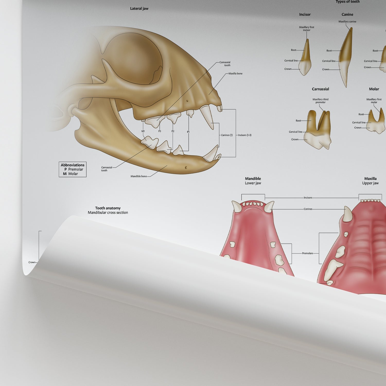 Feline Dental Anatomy Chart / Poster - Part of Collection